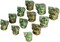 Hermit Crab Shells .75"-1.5" Turbo Shell 12 Pack Green Stenuous Shells